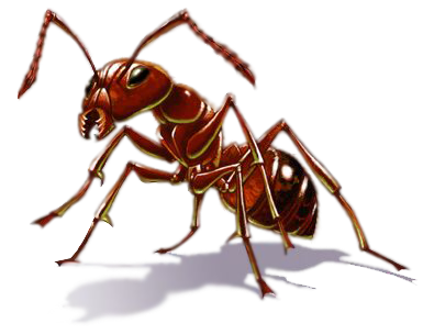 Ants