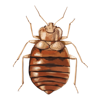 Bedbugs