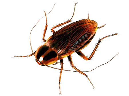 Cockroach