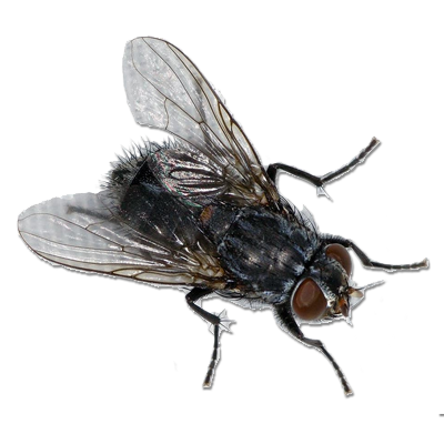flies