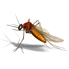 Mosquito