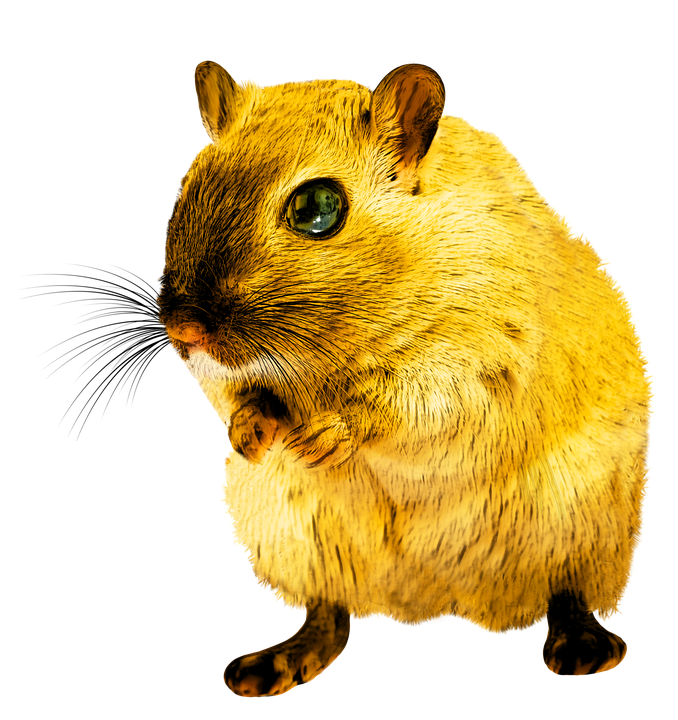 rat