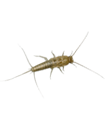 Silverfish