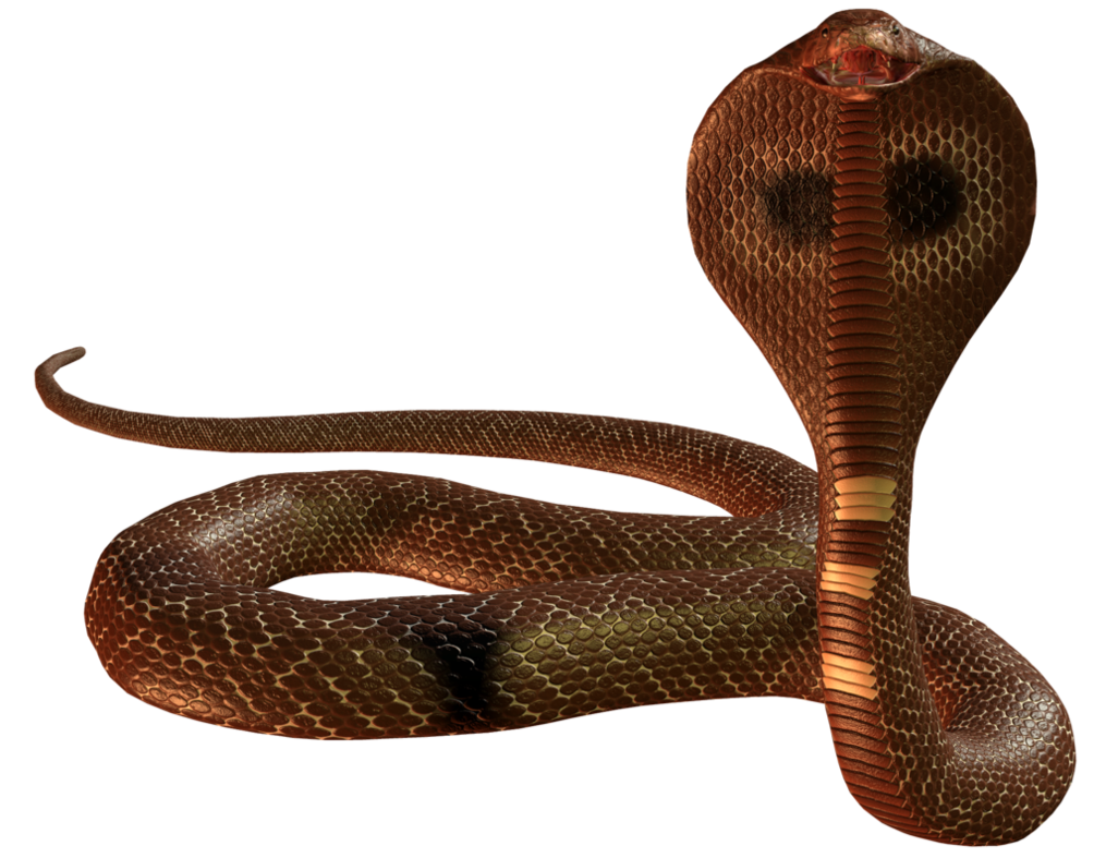 snake