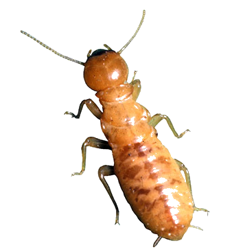 Termite