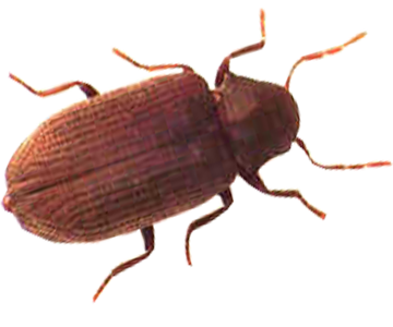 Wood Borer